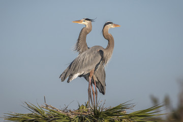 Pair of Great Blue Herons Perched on Their Nest