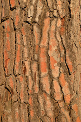 Sosna pinia (Pinus pinea L.) - kora grubego pnia - obrazy, fototapety, plakaty