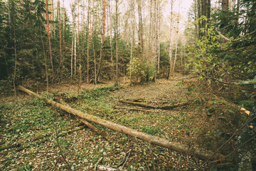 Wild autumn forest. Fallen trees in forest reserve