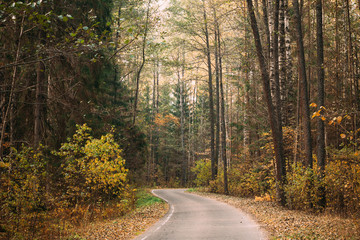 Winding road path walkway through autumn forest