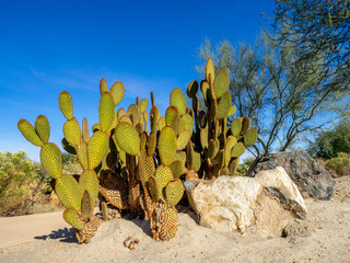 A variety of cactus which grows in the deserts of the southern United States and Mexico. 