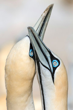 portrait of a pair of cape gannets