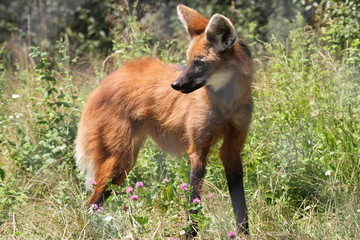 Loup à crinière