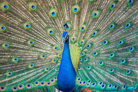 Portrait of beautiful peacock with it feathers out