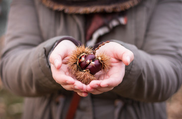 Obraz premium Handful of chestnuts. Female hands holding a chestnut curly.