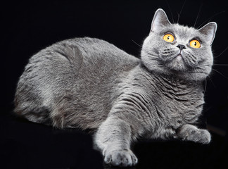 Британская кошка