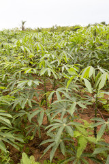manioc plantation