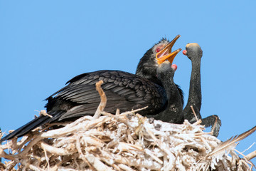 Fototapeta premium Crowned cormorant