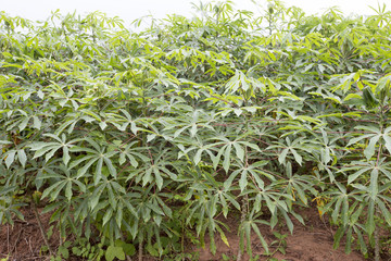 manioc plantation