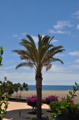 Fototapeta premium Palme auf Lanzarote