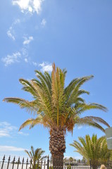 Fototapeta premium Palme auf Lanzarote