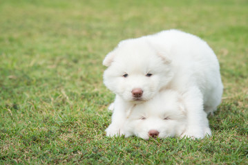 siberian husky  puppies kissing on green grass