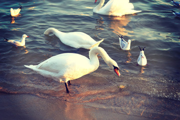 Birds swans white and seagulls on the shore
