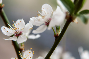 Romantische Nahaufnahme einer Apfelblüte im Frühling