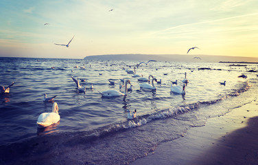 Birds swans white and seagulls on the shore