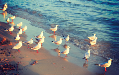 Birds seagulls on the shore