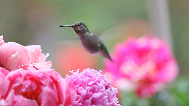 Pink spring peonies with a hovering female hummingbird