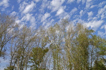 Trees against the sky.
