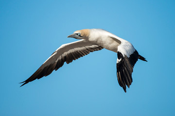 cape Gannet