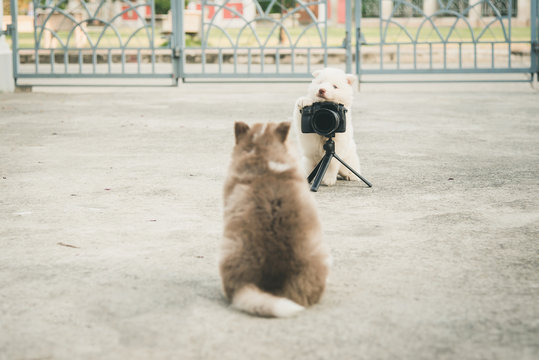 siberian husky puppy taking a photo