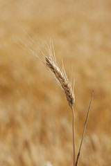 ripe ear of rye on a background of field