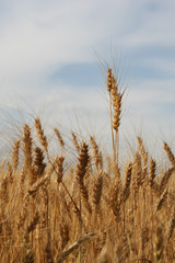 Fototapeta premium ripe ears of rye in the field