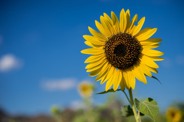 Sunflowers in the fields with blue sky 