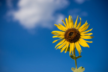 Sunflowers in the fields with blue sky 