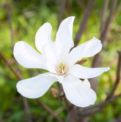 Fototapeta premium White magnolia flower on a branch 