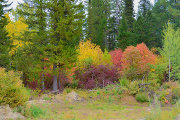 Осенний лес во всех красках