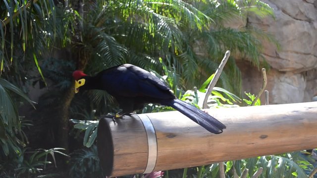 The bird sits on a log. Ross Turaco (Musophaga rossae).