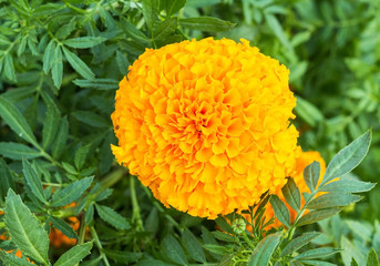 Beautiful Marigold Flower