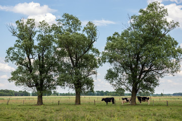 Cows a mead - countryside in Mazovia region, Poland