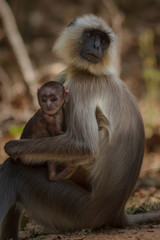 langur/langur monkey
