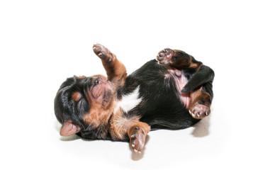 Newborn yorkshire  puppy © Shmel