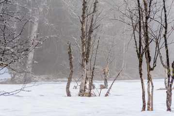Foggy Swamp in winter
