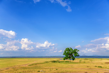 field , meadow , tree and blue sky composition of nature - 99195264