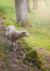 Sheep in clearing