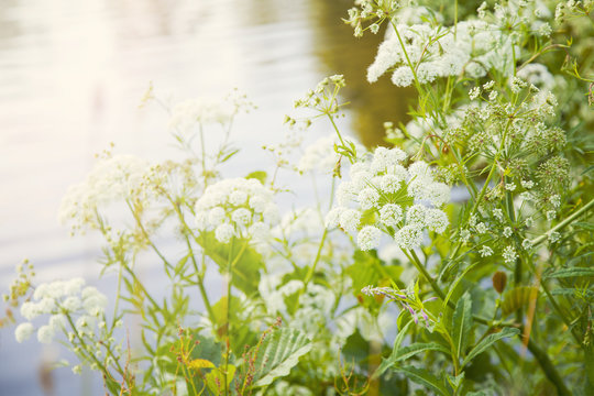 Wild aniseed plants