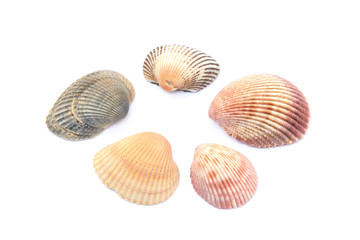 sea shell
