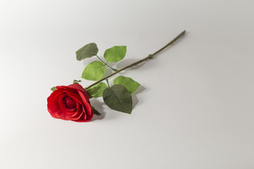 Rosa Rossa