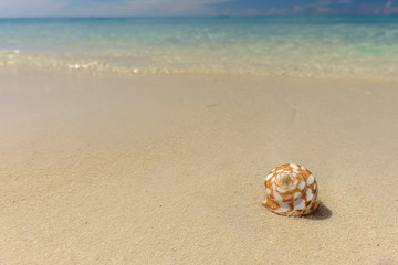 Fototapeta na wymiar A perfect shell sits in the beach sands on the Dry Tortugas off the Florida Coast in the Gulf of Mexico as crystal clear warm waters lap in the background