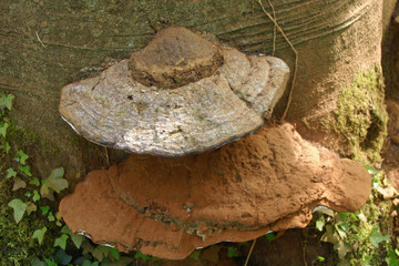 Bracket fungi on tree