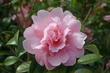 Pink Camellia flower