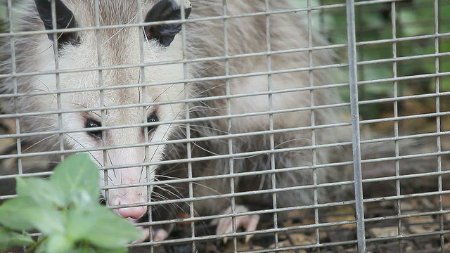 Closeup of a possum in a trap meant for squirrels