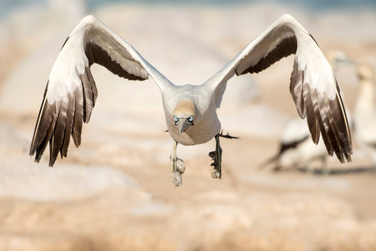 cape Gannet flying