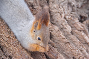 Squirrel sitting in the tree and eating seeds