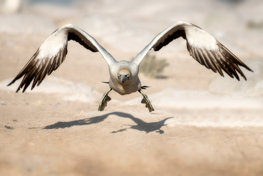 cape Gannet flying