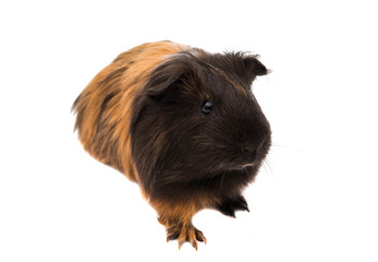 guinea pig