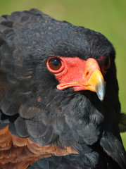 Águila